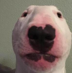 Meet your Posher, Riley